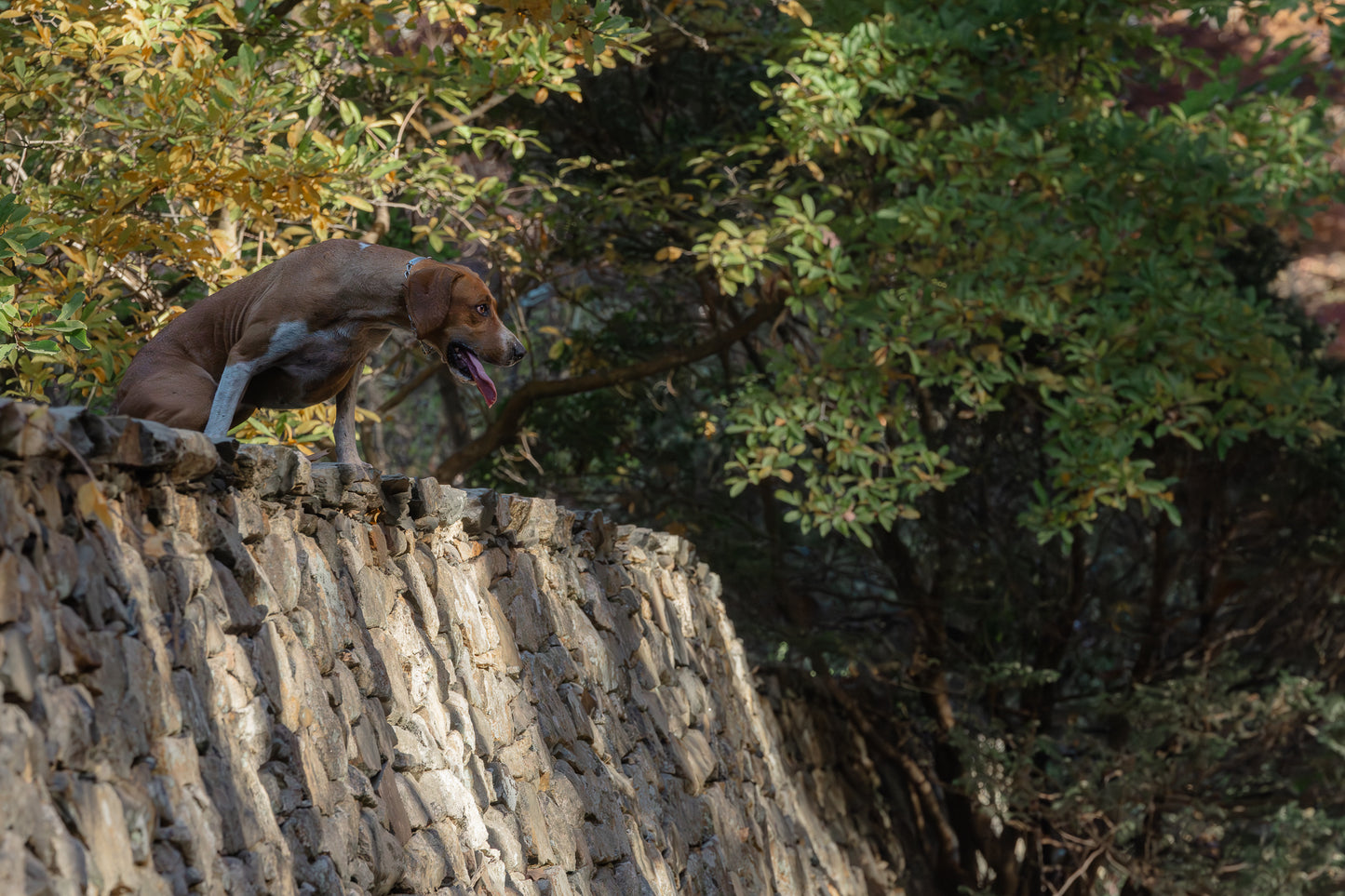 October Foxhunt II