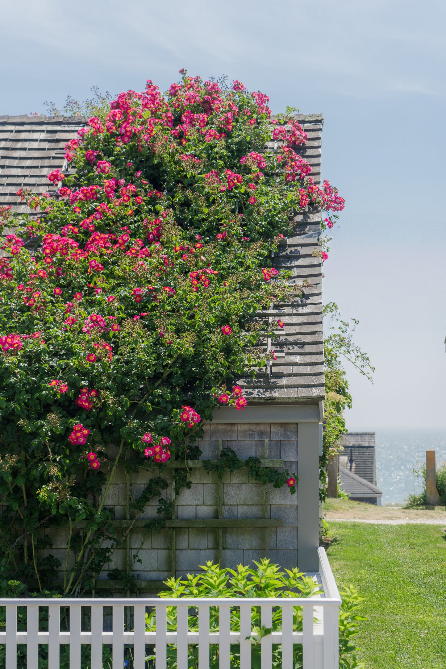 Climbing Roses