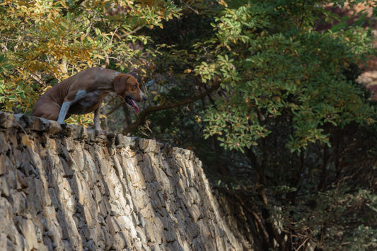 October Foxhunt II