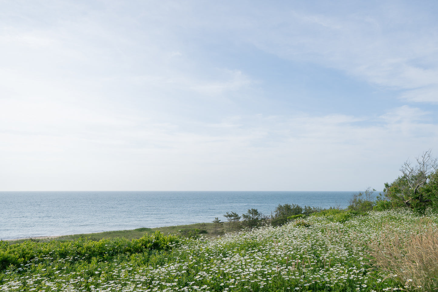 'Sconset Daisies