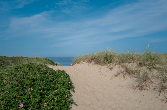 Quidnet Beach Day